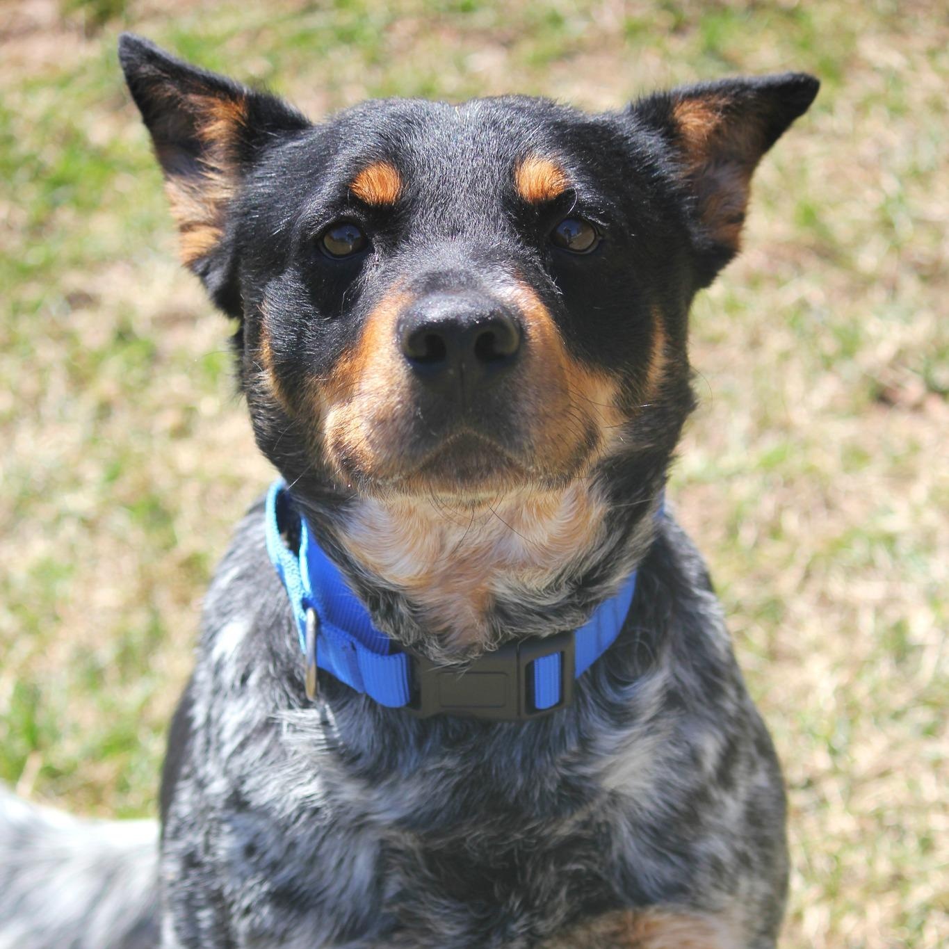 Enlarge Larry, an adopted Australian Cattle Dog / Blue Heeler in Hayward, WI image 2/3