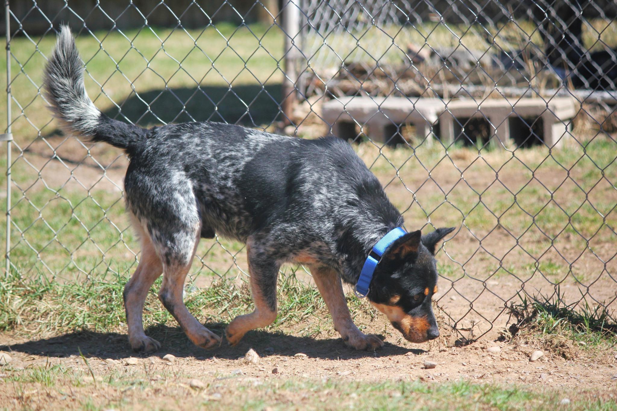 Enlarge Larry, an adopted Australian Cattle Dog / Blue Heeler in Hayward, WI image 3/3