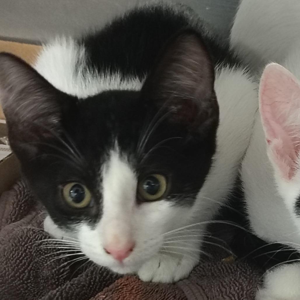 Tango, Adoptable, Kitten Male Domestic Short Hair.