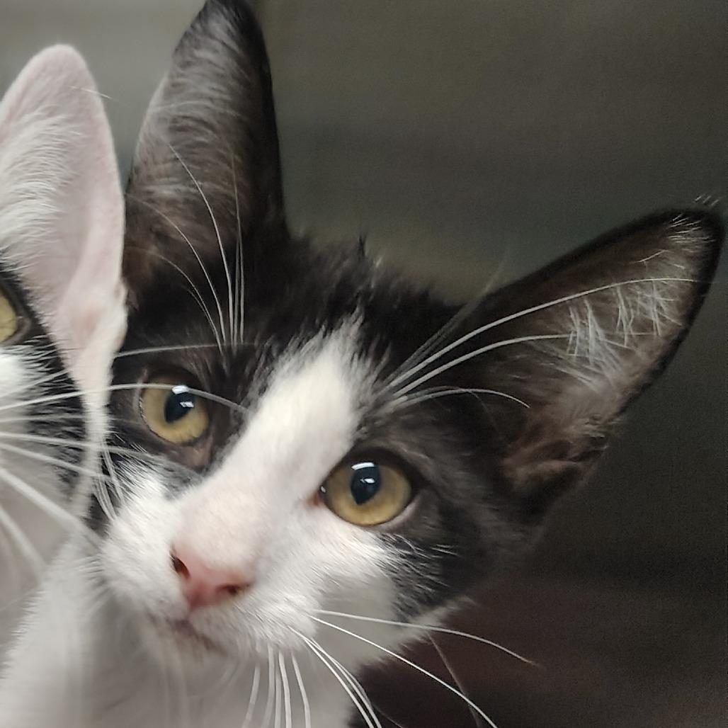 Enlarge Tango, a Adoptable Domestic Short Hair in Vieques, PR image 2/2