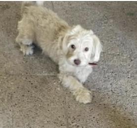 Enlarge Charlie, a ADOPTABLE mixed breed in Broadlands, VA image 2/3