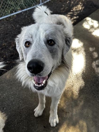 Papa, adoptable, Adult Male Great Pyrenees.