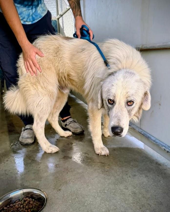 Papa — thumbnail 2