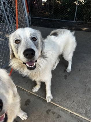 Papa — thumbnail 3