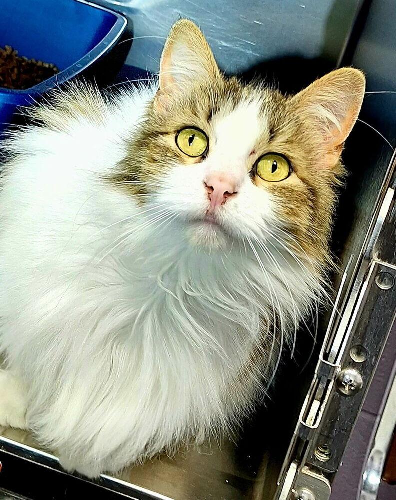 Enlarge Zennifer, a Adoptable Domestic Medium Hair in Ferndale, MI image 1/2