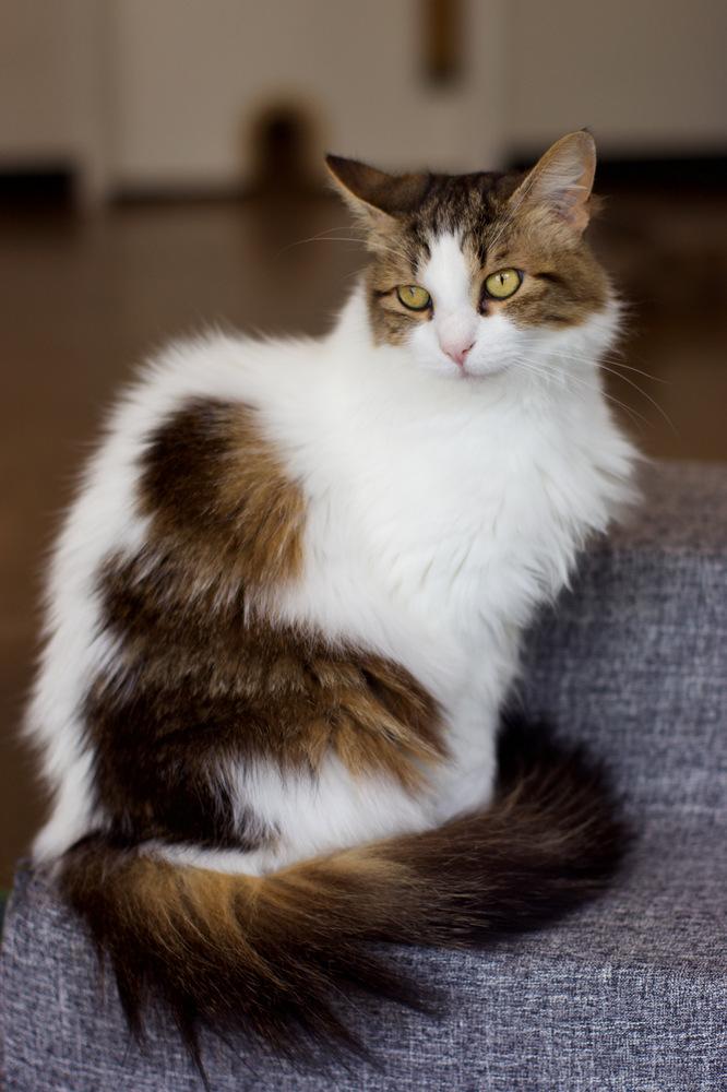 Zennifer, Adoptable, Adult Female Domestic Medium Hair.