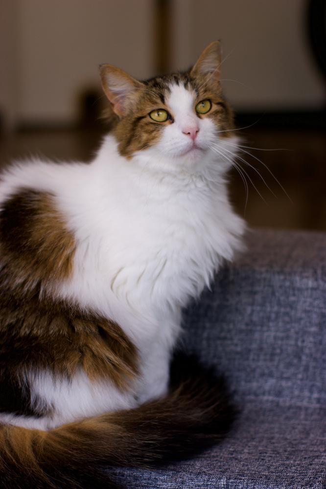 Enlarge Zennifer, a Adoptable Domestic Medium Hair in Ferndale, MI image 2/3