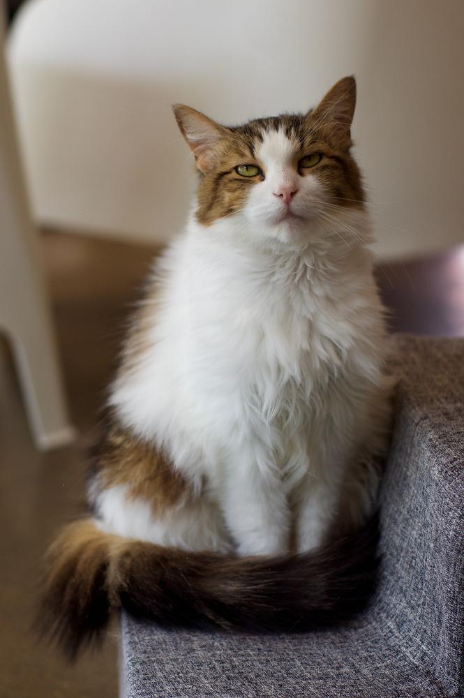 Enlarge Zennifer, a Adoptable Domestic Medium Hair in Ferndale, MI image 3/3