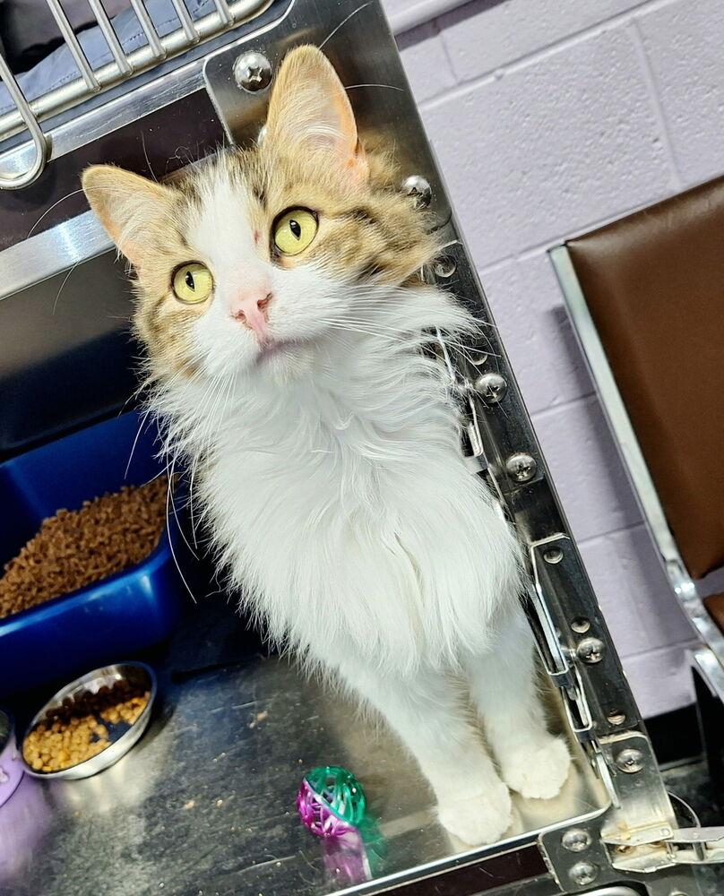 Enlarge Zennifer, a Adoptable Domestic Medium Hair in Ferndale, MI image 2/2