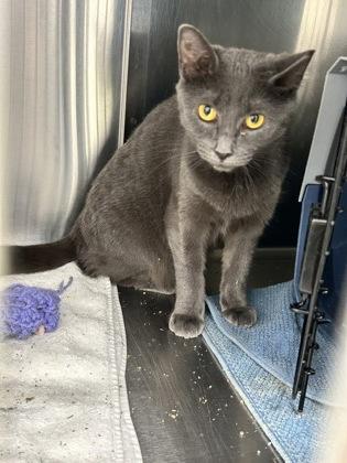 Enlarge North, a Adoptable mixed breed in New Hope, PA image 1/1