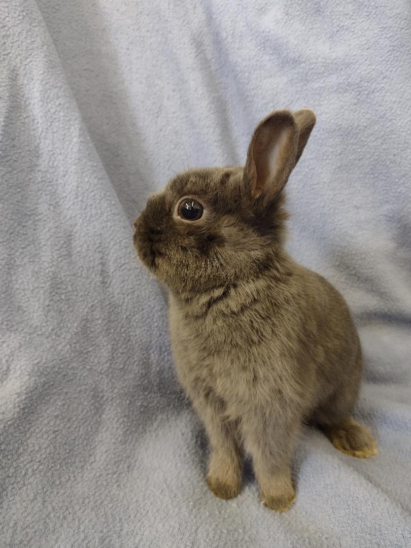 Enlarge Eli, a Adoptable Britannia Petite in Plymouth, MI image 1/3