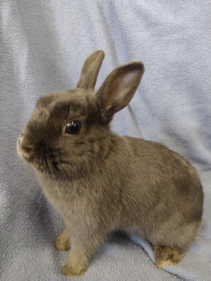 Enlarge Eli, a Adoptable Britannia Petite in Plymouth, MI image 2/3