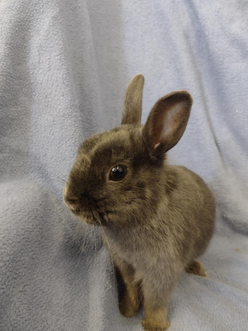 Enlarge Eli, a Adoptable Britannia Petite in Plymouth, MI image 3/3