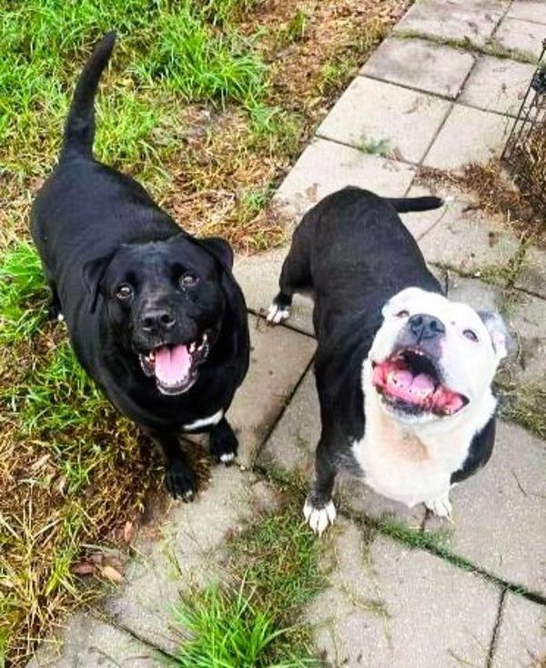 Enlarge Henry (Real name Forrest), a Adoptable mixed breed in Mobile, AL image 2/3