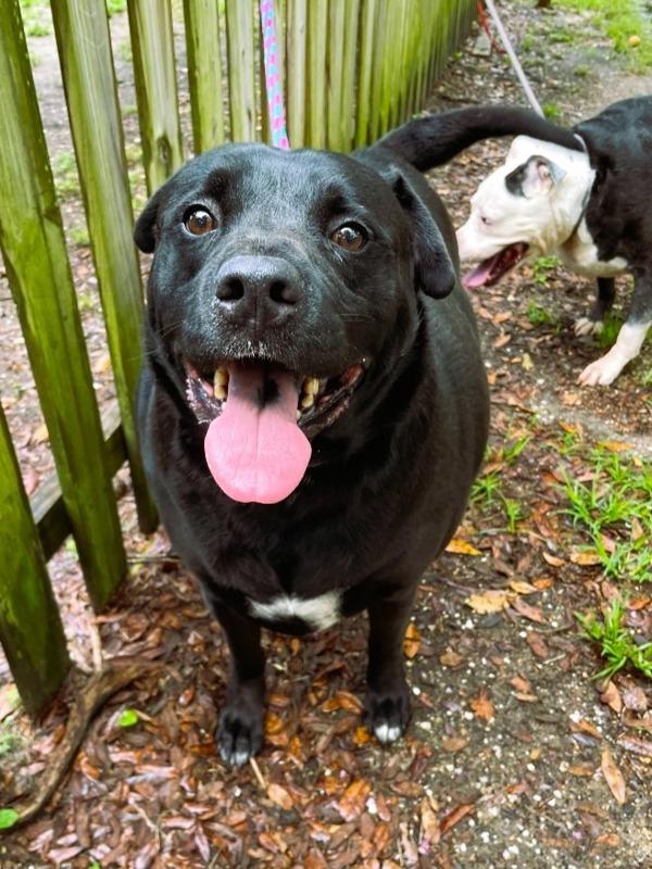 Enlarge Henry (Real name Forrest), a Adoptable mixed breed in Mobile, AL image 3/3