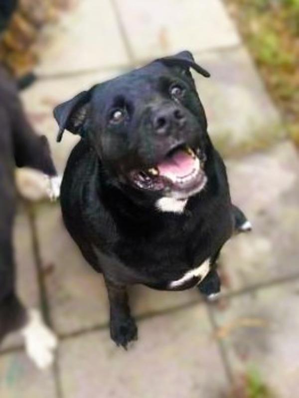 Henry (Real name Forrest), Adoptable, Senior Male American Staffordshire Terrier & American Staffordshire Terrier.