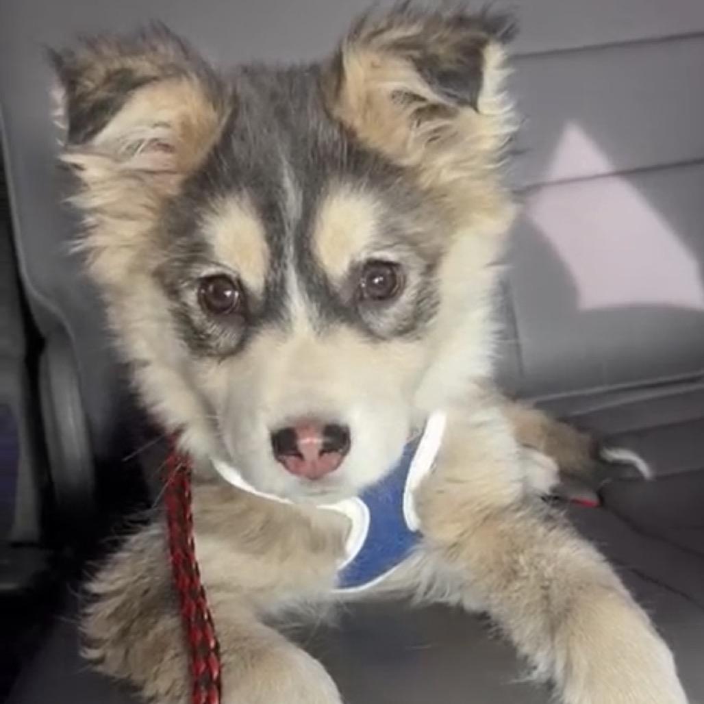 Misty, Adoptable, Puppy Female Husky.