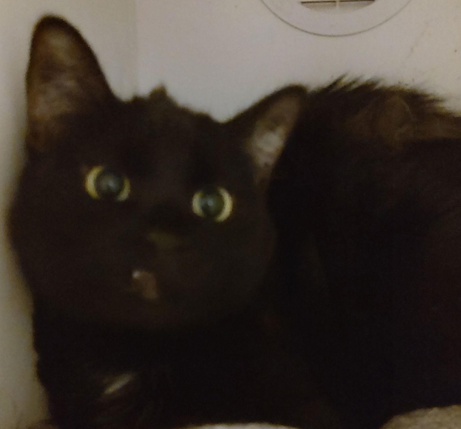 Destiny, Adoptable, Adult Female Domestic Short Hair.