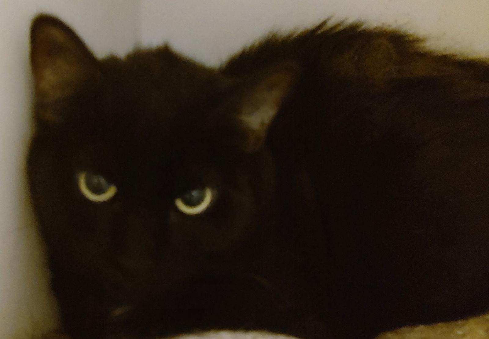 Enlarge Destiny, a Adoptable Domestic Short Hair in Phoenix, AZ image 2/2