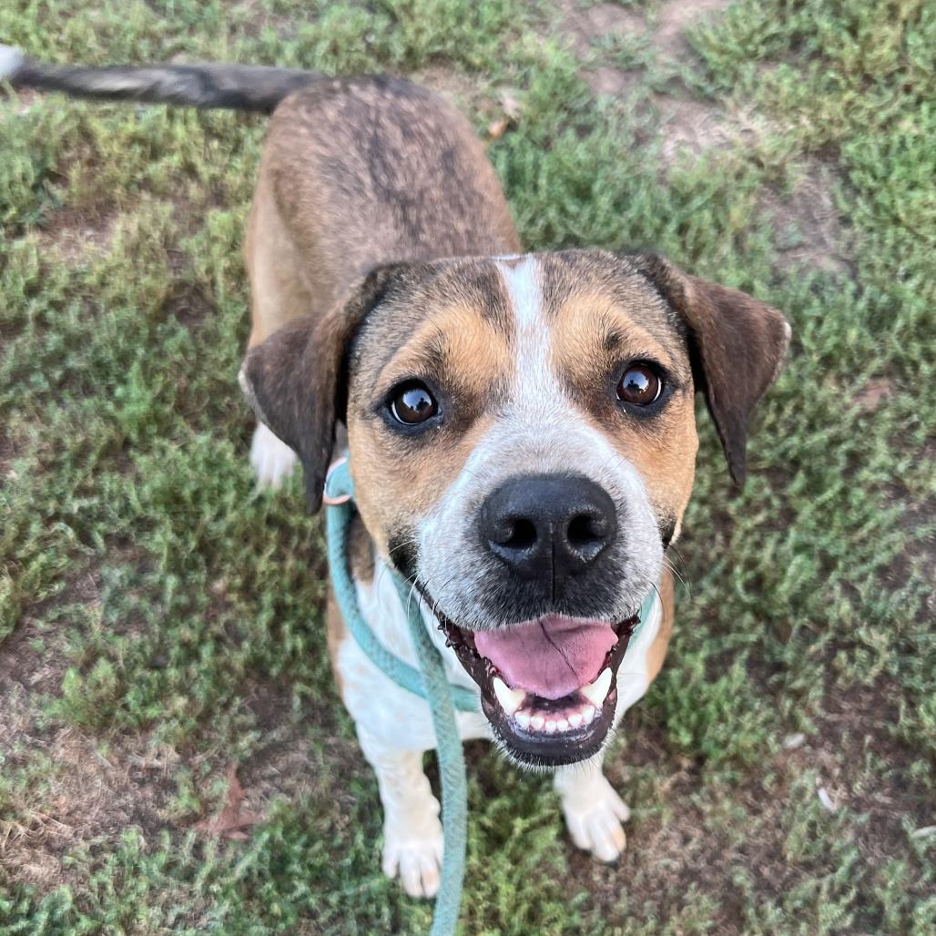 Allison, Adoptable, Adult Female Cattle Dog & Pit Bull Terrier.