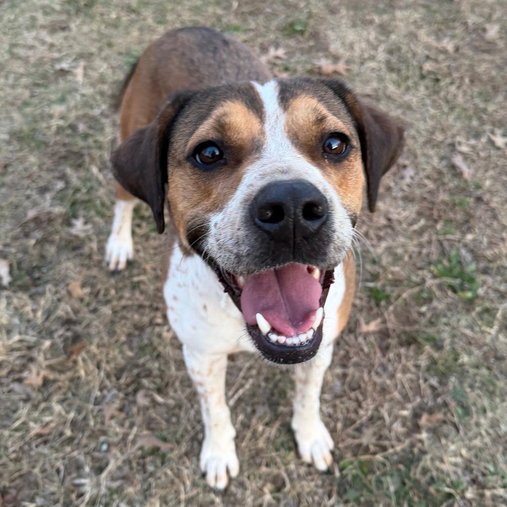 Enlarge Allison, a Adoptable mixed breed in Stillwater, OK image 2/3
