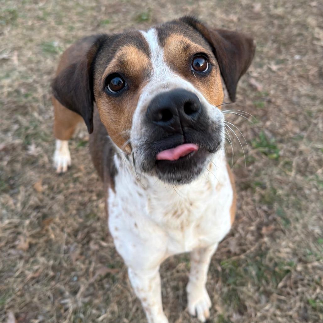Enlarge Allison, a Adoptable mixed breed in Stillwater, OK image 3/3