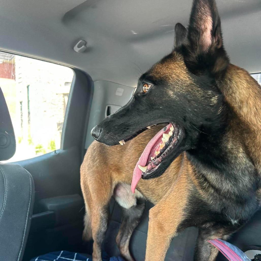 Roscoe, Adoptable, Young Male Belgian Shepherd / Malinois.
