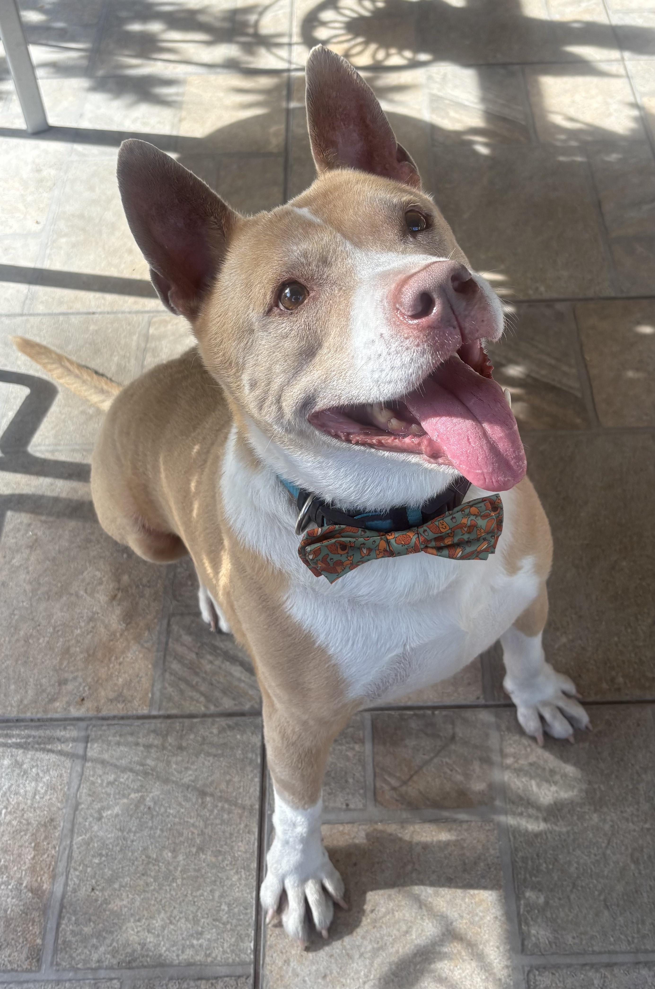 2 years of Vet included with adoption!!!