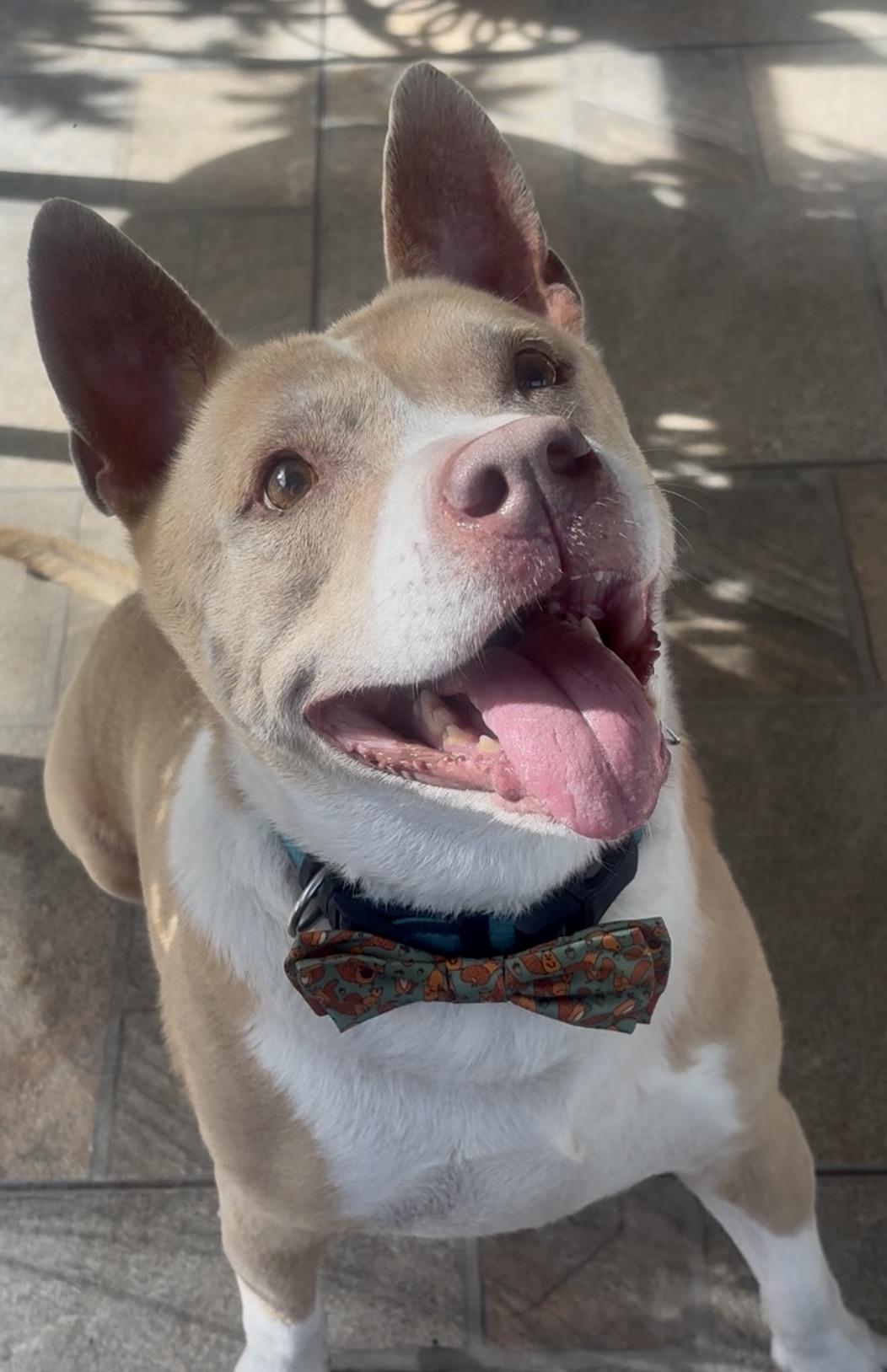 2 years of Vet included with adoption!!!
