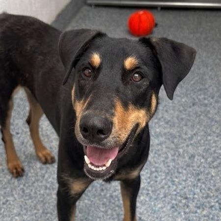 Link, Adoptable, Adult Male Doberman Pinscher & None.