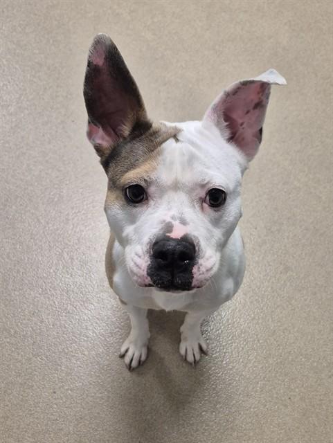POLKA DOT, Adoptable, Adult Female Boxer & Pit Bull Terrier.
