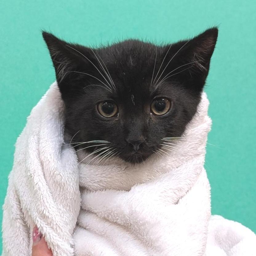 Anchor, a Adoptable Domestic Short Hair in Washington Township, OH image 1/2