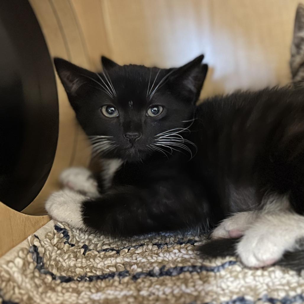 Anchor, a Adoptable Domestic Short Hair in Washington Township, OH image 2/2