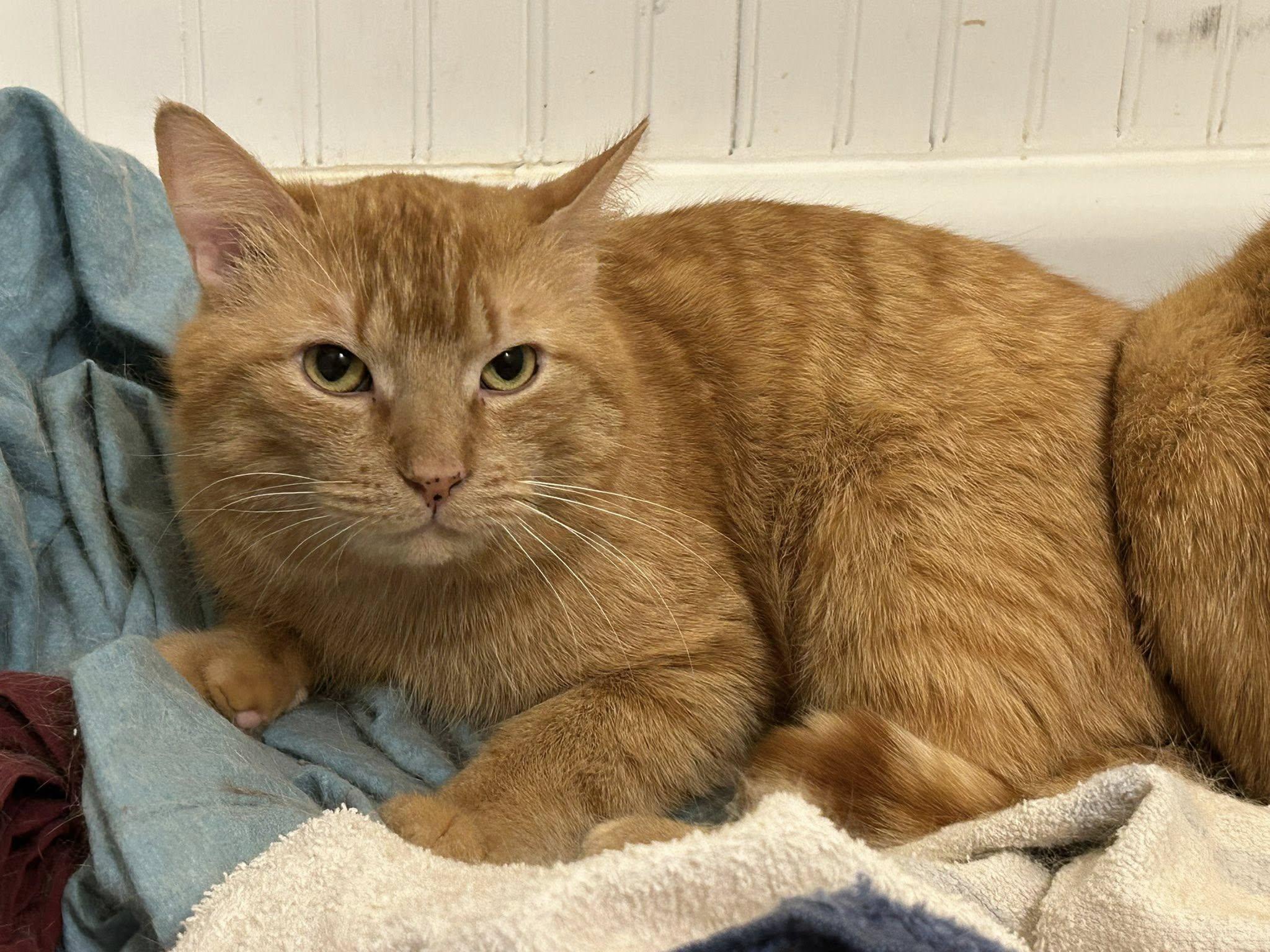 Bagel, Adult Male Domestic Short Hair