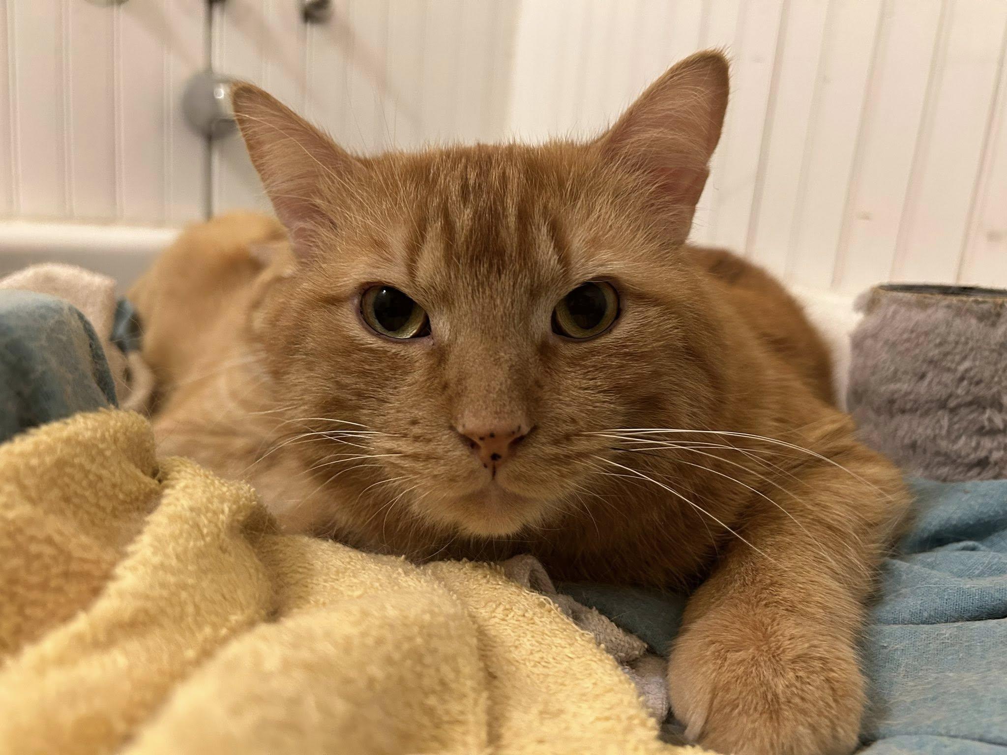 Bagel, an adoptable Domestic Short Hair in Spencerville, ON, K0E 1X0 | Photo Image 6