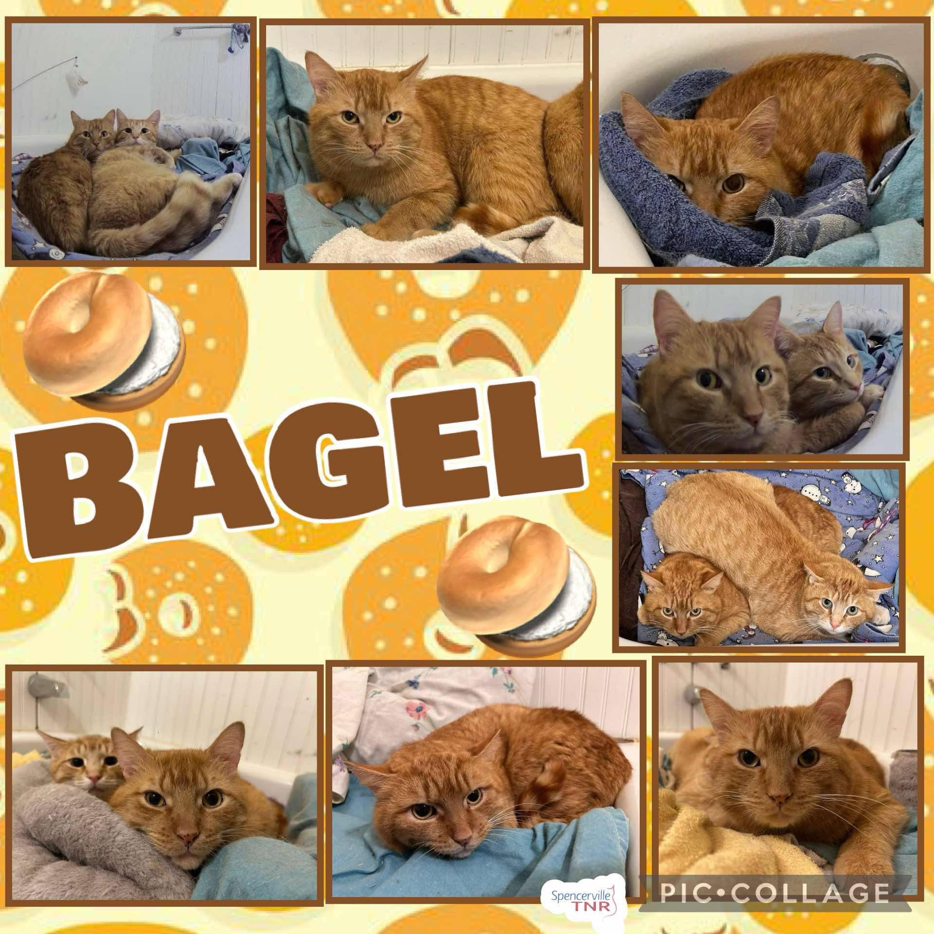 Bagel photo 2