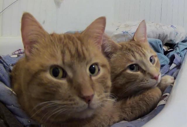 Bagel photo 3