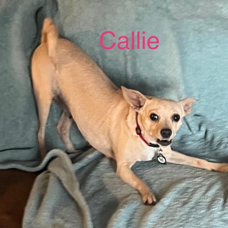 Enlarge Callie (Dallas), a Adoptable Chihuahua in Houston, TX image 2/4