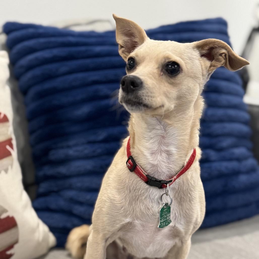 Enlarge Callie (Dallas), a Adoptable Chihuahua in Houston, TX image 3/4