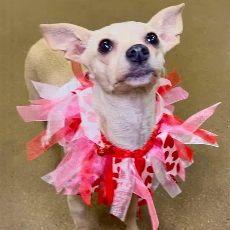 Enlarge Callie (Dallas), a Adoptable Chihuahua in Houston, TX image 3/4
