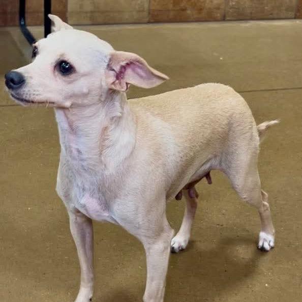 Enlarge Callie (Dallas), a Adoptable Chihuahua in Houston, TX image 4/4