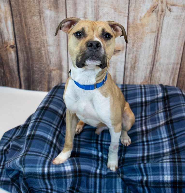 Enlarge Gizmo, an adopted mixed breed in Kennesaw, GA image 2/6