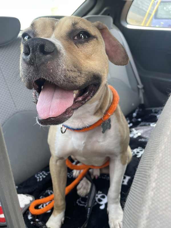 Enlarge Gizmo, an adopted mixed breed in Kennesaw, GA image 5/6