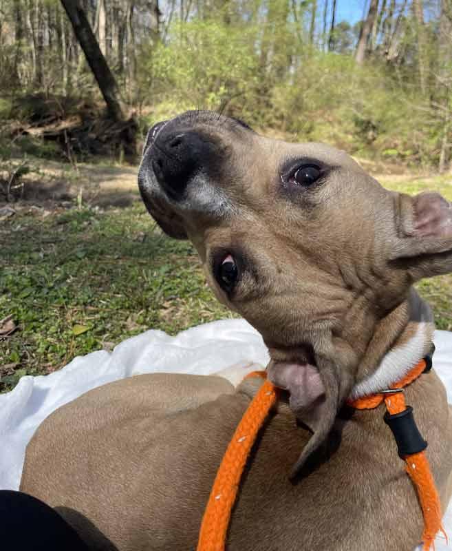 Enlarge Gizmo, an adopted mixed breed in Kennesaw, GA image 3/6