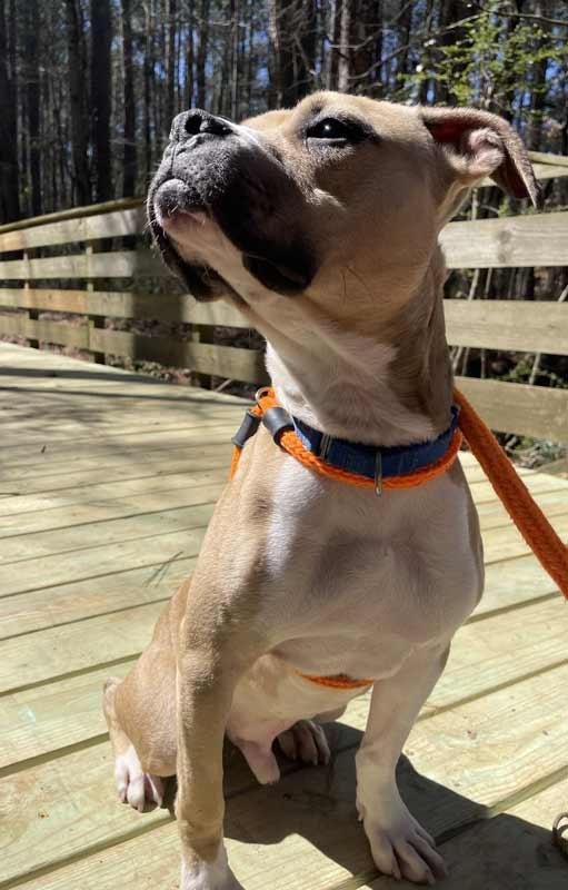 Enlarge Gizmo, an adopted mixed breed in Kennesaw, GA image 4/6