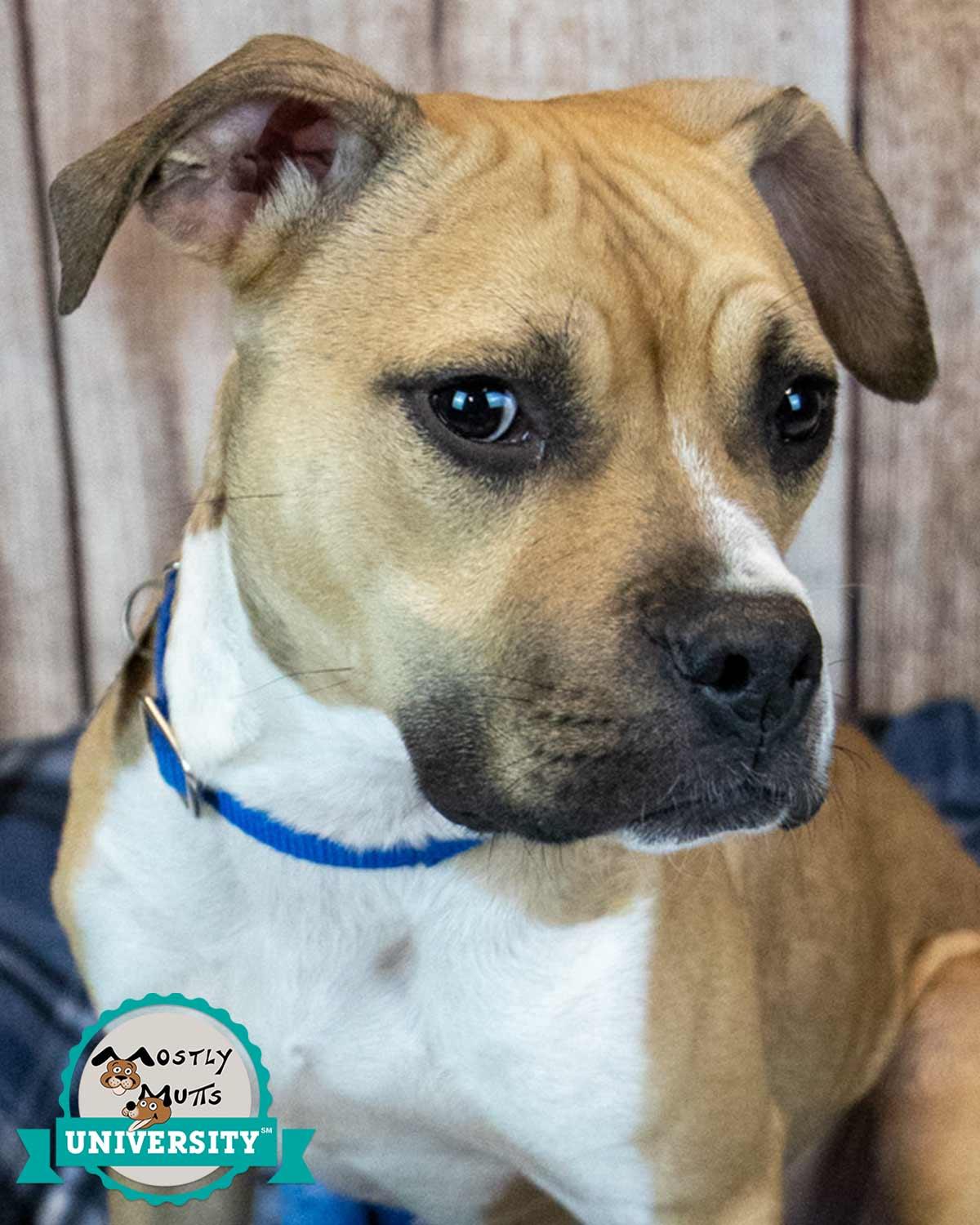 Gizmo, adoptable, Young Male Bulldog & Boxer.