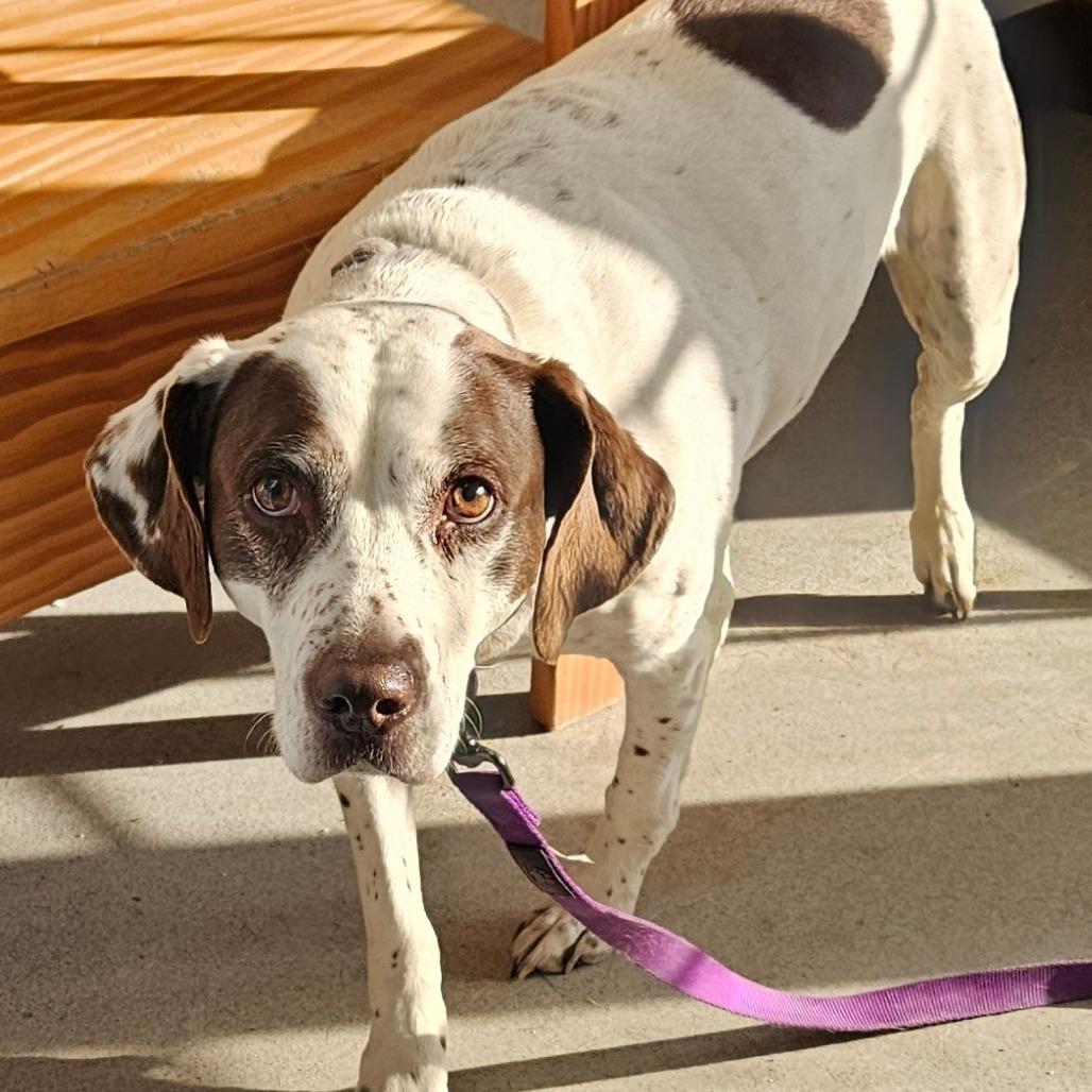 Enlarge Daisy, a Adoptable Mixed Breed in Ballston Spa, NY image 1/1
