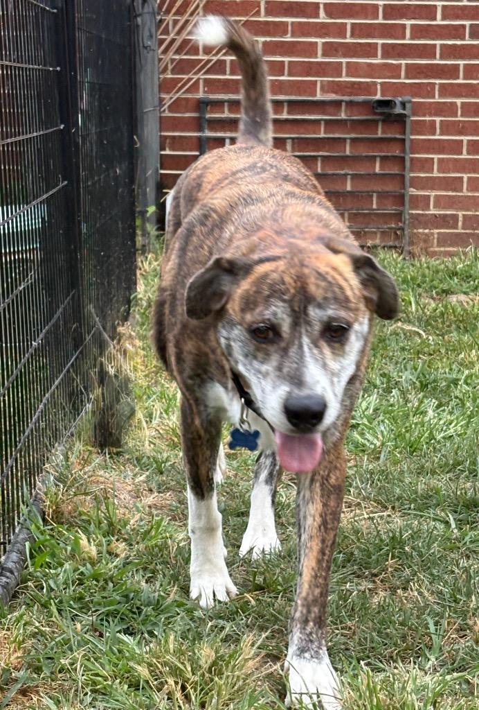 Tim, Adoptable, Young Male Mountain Cur.