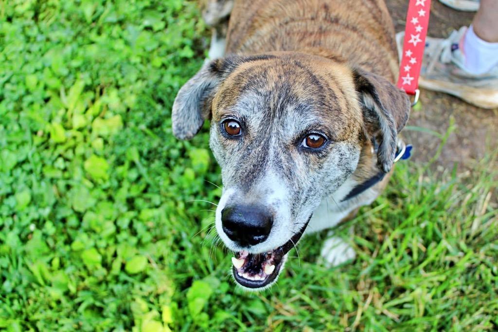 Enlarge Tim, a Adoptable Mountain Cur in Indianapolis, IN image 2/3
