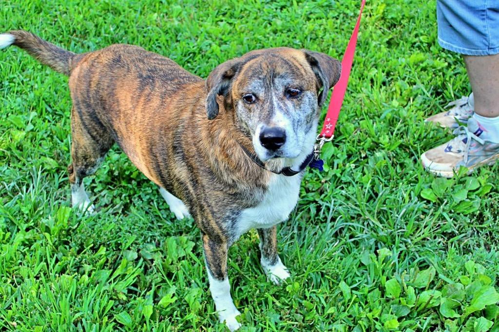 Enlarge Tim, a Adoptable Mountain Cur in Indianapolis, IN image 3/3